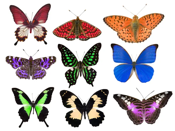 Butterflies set — Stock Photo, Image