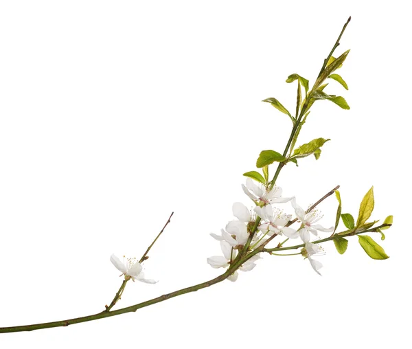 Lente cherry branch — Stockfoto