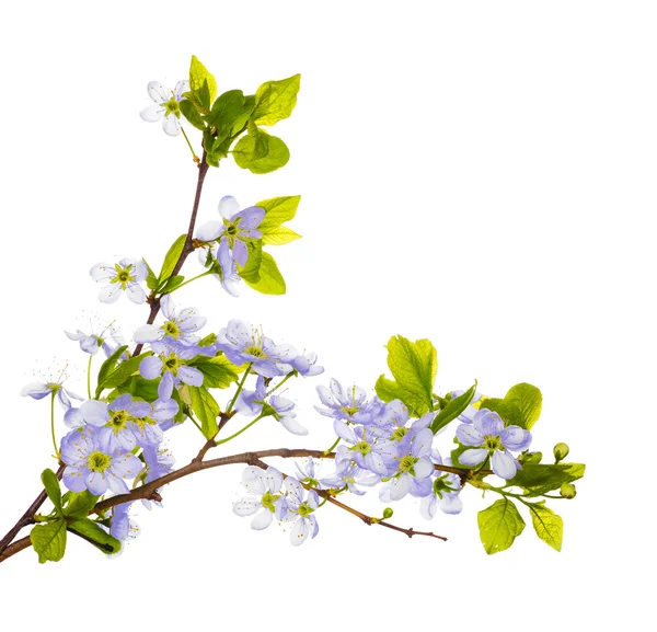 Spring cherry branch — Stock Photo, Image