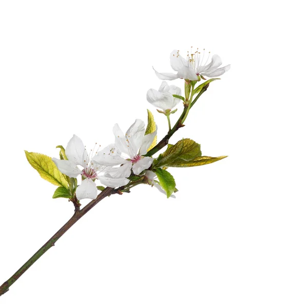 Гілка дерева з квітами — стокове фото