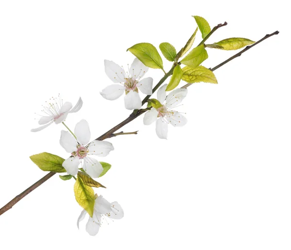 Rama de árbol con flores — Foto de Stock