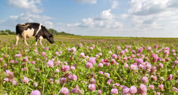 Kleewiesen — Stockfoto