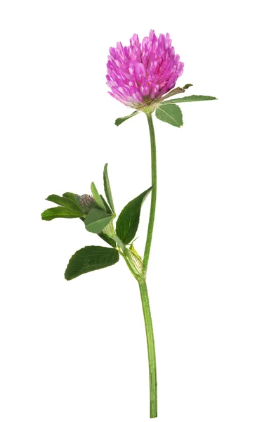 Klaver bloem — Stockfoto