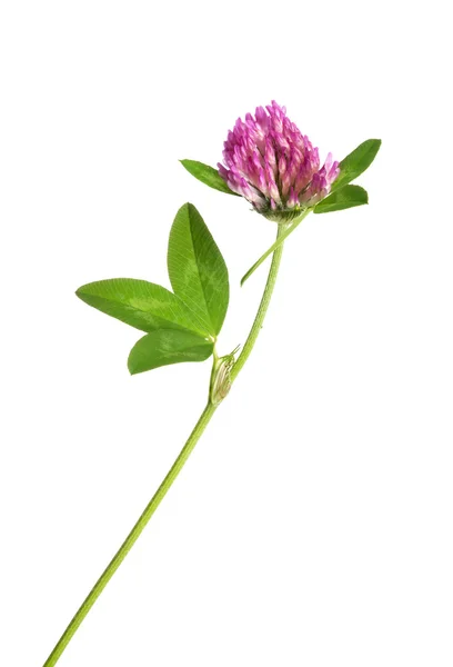 Klaver bloem — Stockfoto