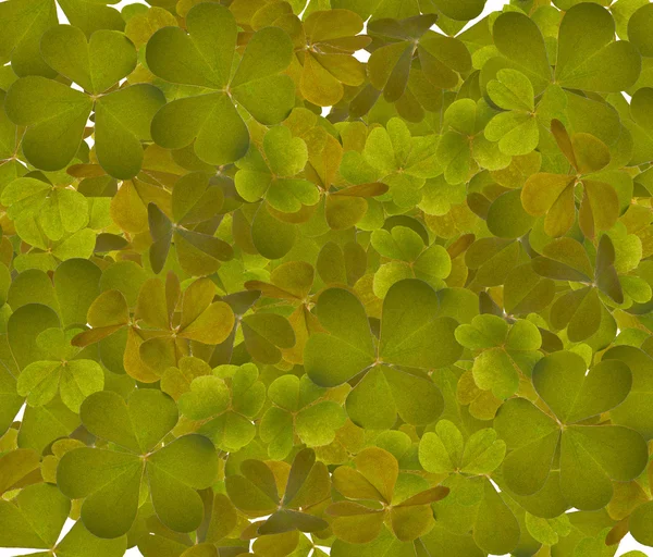 Листья трилистника — стоковое фото