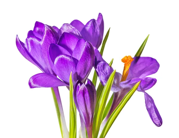 Fleurs de crocus violet — Photo