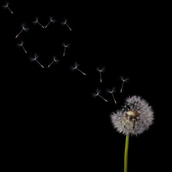 Dandelion   seeds heart — Stock Photo, Image