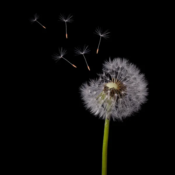 Dandelion and   seeds — Stock Photo, Image