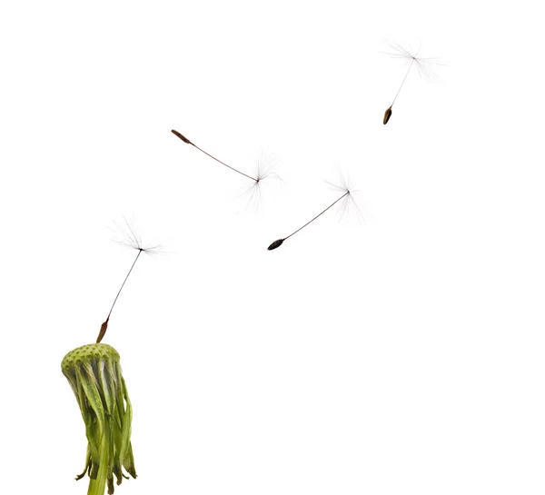 Dandelion   seeds — Stock Photo, Image