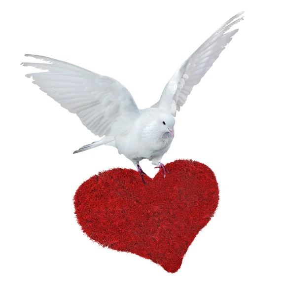 Dove with heart — Stock Photo, Image
