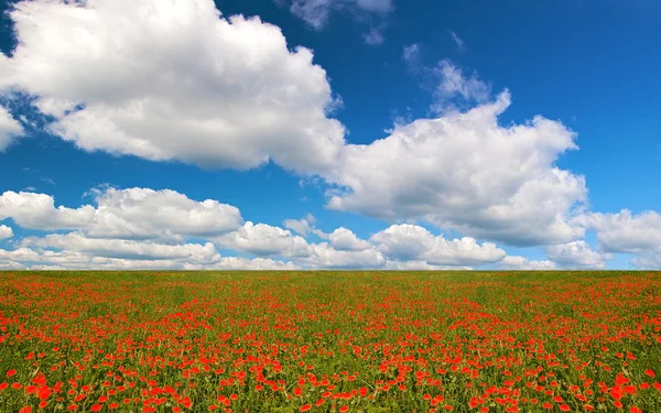 Red flowers field — Stock Photo, Image
