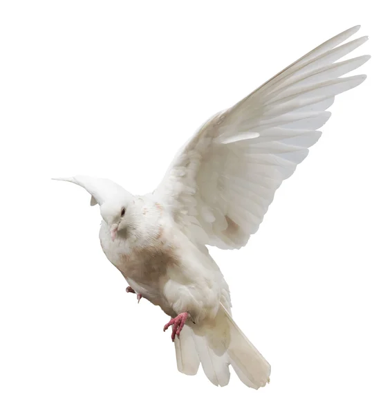 Pigeon blanc — Photo