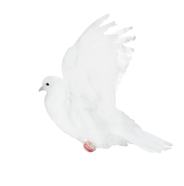 White  pigeon — Stock Photo, Image