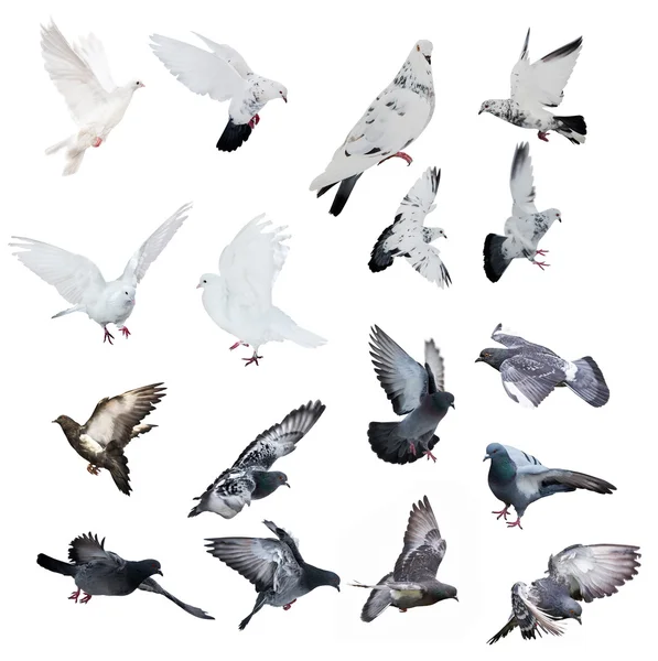 Sada holubice — Stock fotografie