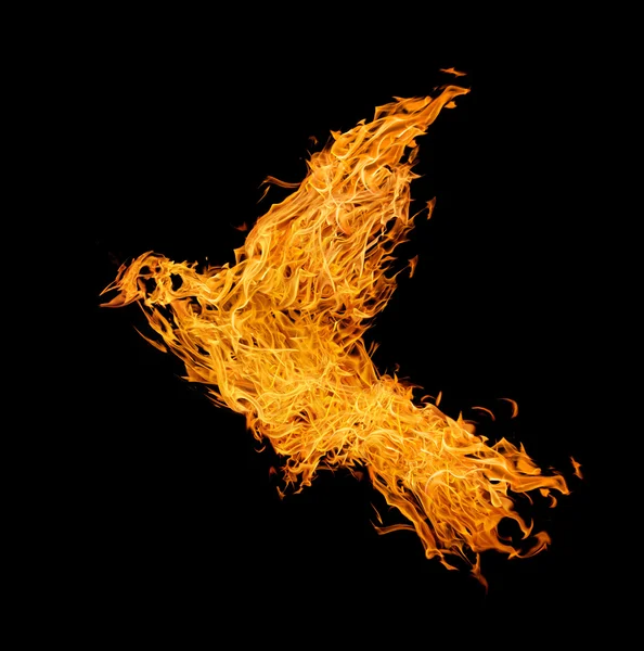 Flamme oiseau abstrait — Photo