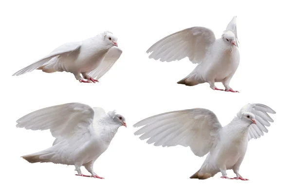 Dove poser — Stockfoto