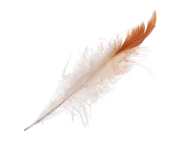 Straight feather — Stock Photo, Image