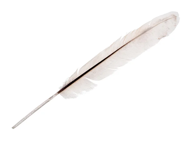 Rooster feather — Stock Photo, Image