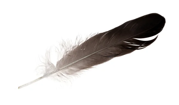 Straight feather — Stock Photo, Image