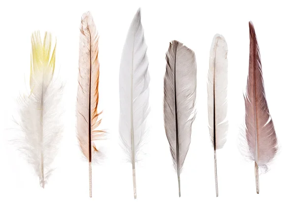 Set of feathers — Stock Photo, Image