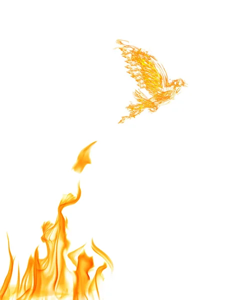 Flame dove — Stock Photo, Image