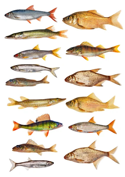 Freshwater fishes — Stock Photo, Image