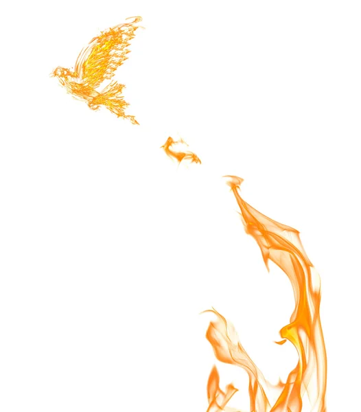 Paloma de la llama — Foto de Stock