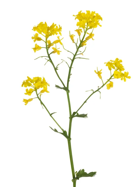 Golden wild mustard — Stock Photo, Image