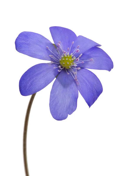 Blue  flower — Stock Photo, Image