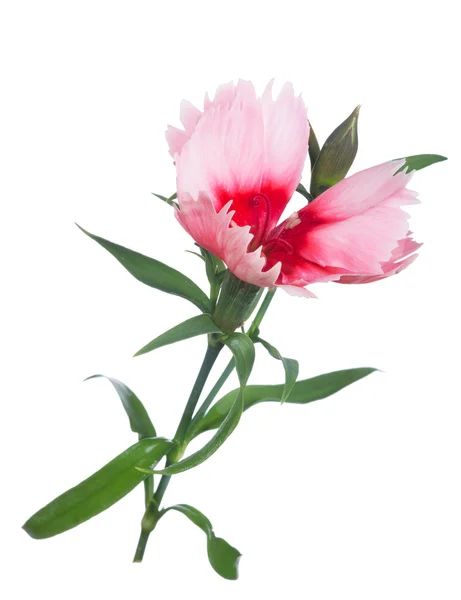 Two colors carnation — Stock Photo, Image