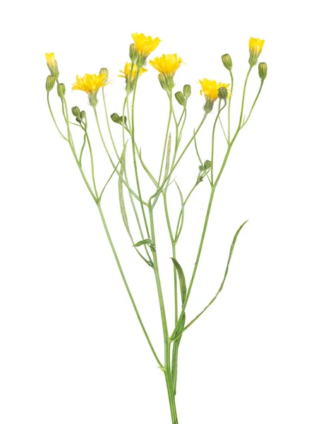 Divoké žluté květy — Stock fotografie