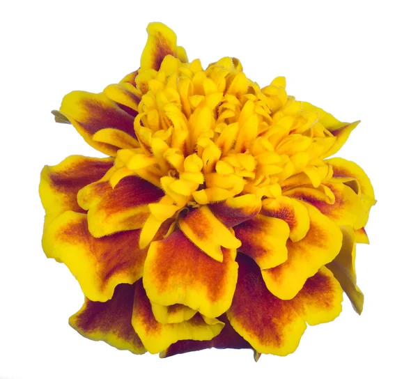 Tagetes amarillo y marrón — Foto de Stock