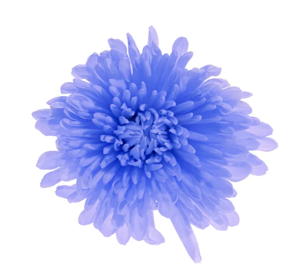 Blue    flower — Stock Photo, Image
