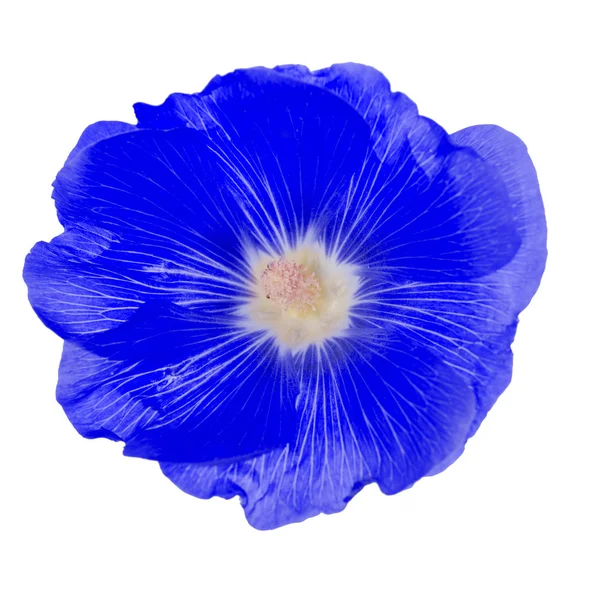 Blaue Malvenblüte — Stockfoto