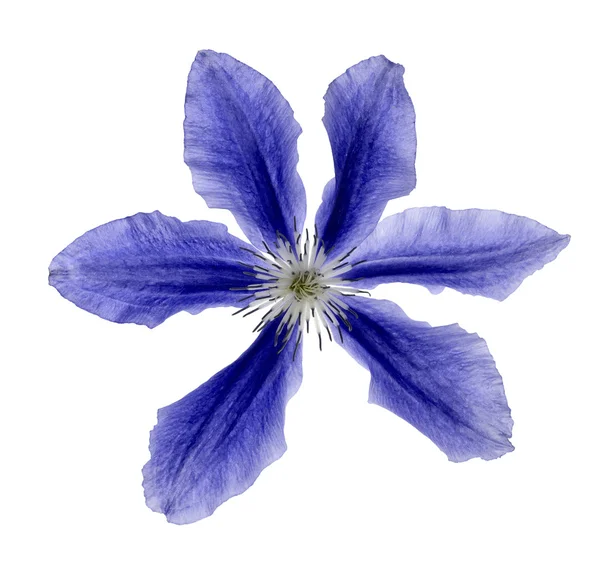 Fleur bleue — Photo