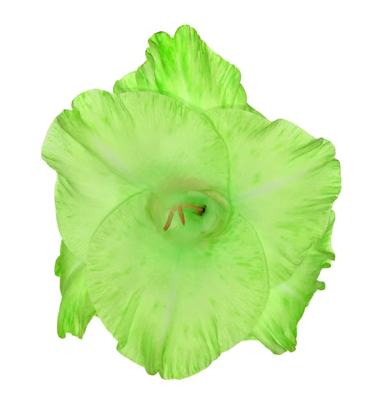 Hellgrüne Gladiolen — Stockfoto