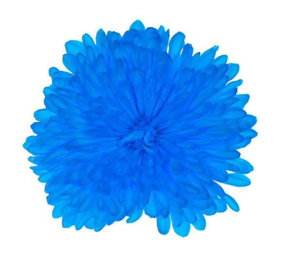 파란 꽃 — 스톡 사진