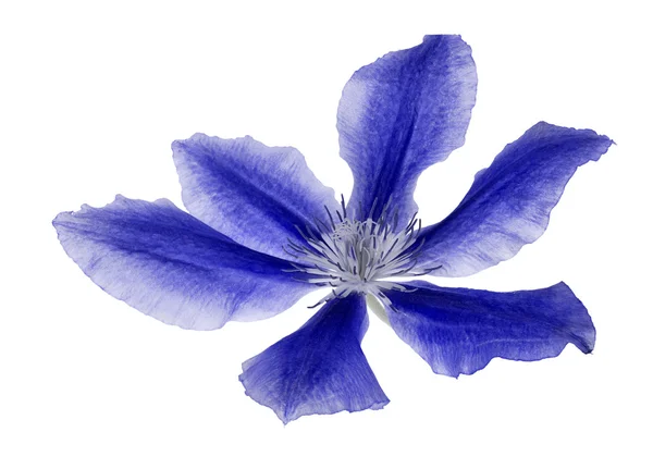 Blaue Blume — Stockfoto