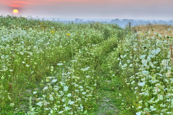 Milfoil 필드 — 스톡 사진