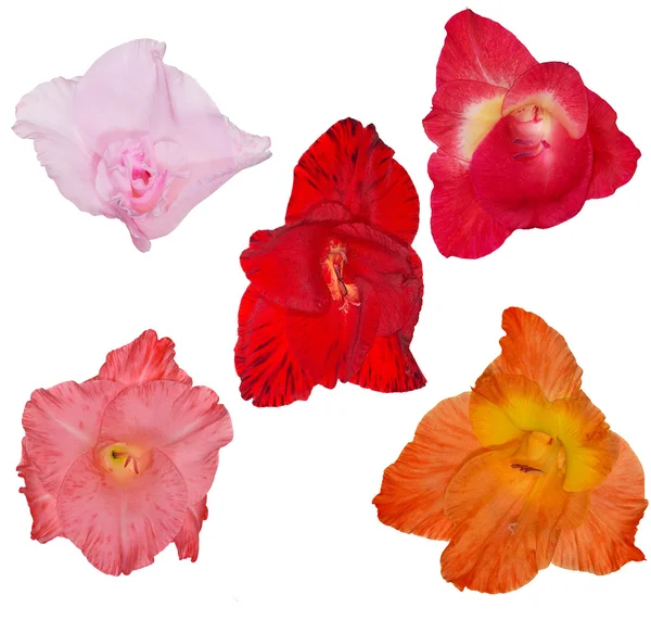 Цветы гладиолуса — стоковое фото