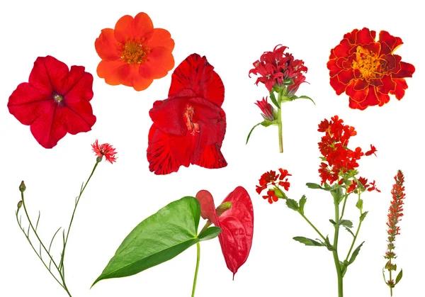 Sammlung roter Blumen — Stockfoto