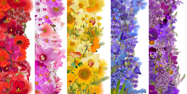 Bandes de fleurs — Photo