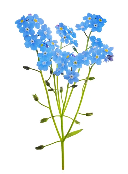 Vergissmeinnicht-Blumen — Stockfoto
