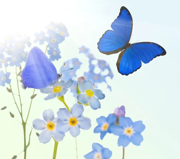 Forget-me-not flowers and two butterflies — Stock Photo, Image