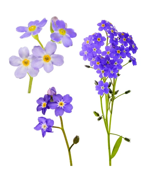 Forget-me-not flowers — Stock Photo, Image