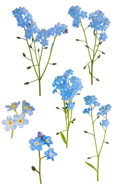 Vergissmeinnicht-Blumen — Stockfoto