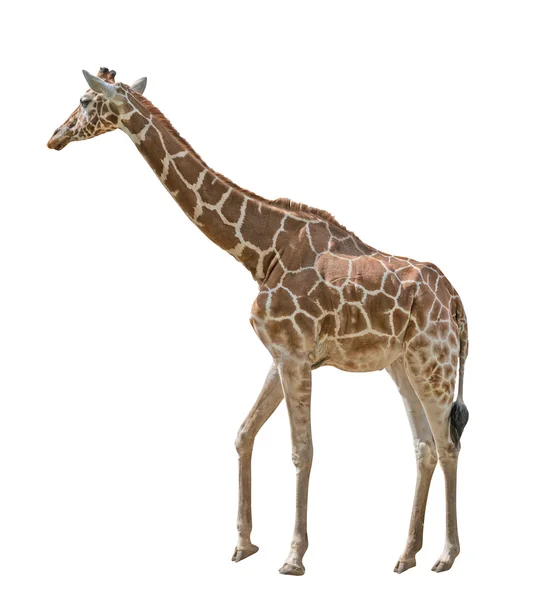 Giraffa grande — Foto Stock