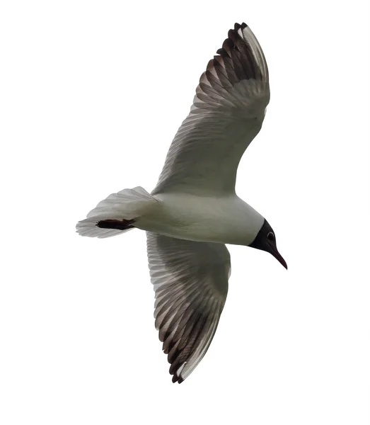 Mouette sur blanc — Photo