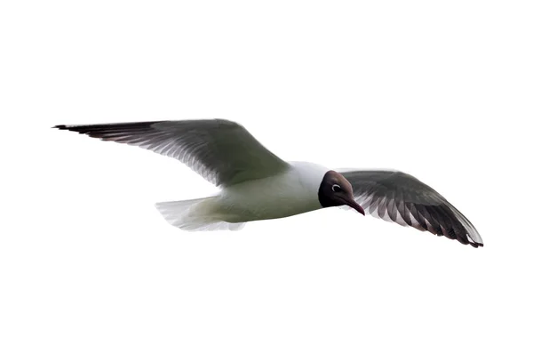 Gaviota voladora — Foto de Stock