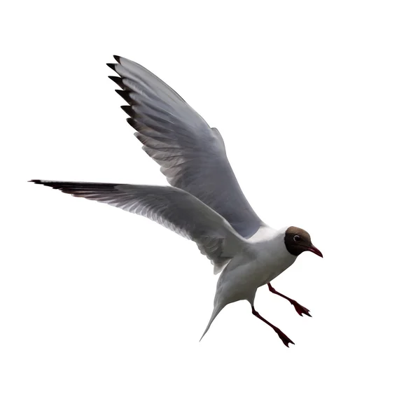 Flying gull — Stock Photo, Image